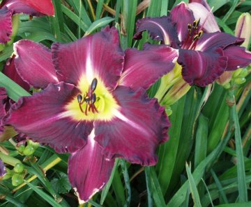 Photo of EAGLE'S LAIR